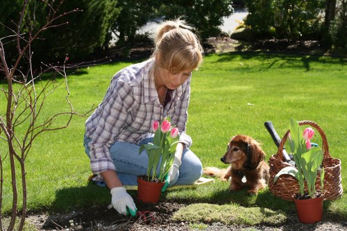 Close-up of lawn mowing service in Woodlands with sharp trim lines