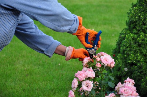 Arborist pruning a mature tree in Woodlands