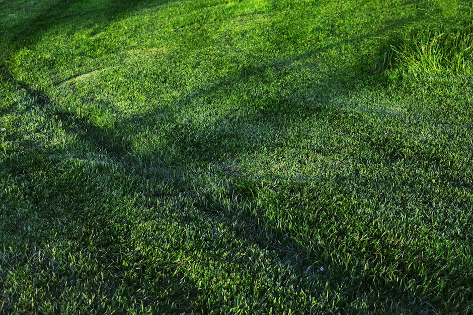 An aerial view of a high traffic lawn showing a patchy area with uneven grass growth and worn patches, indicating the need for turf repair. The surrounding lawn has dense, trimmed grass with a lush gr